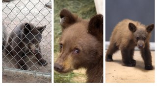 The San Diego Humane Society's Ramona Wildlife Center has taken in four bear cubs -- one which was found with burns on its paws and triplets that were orphaned.