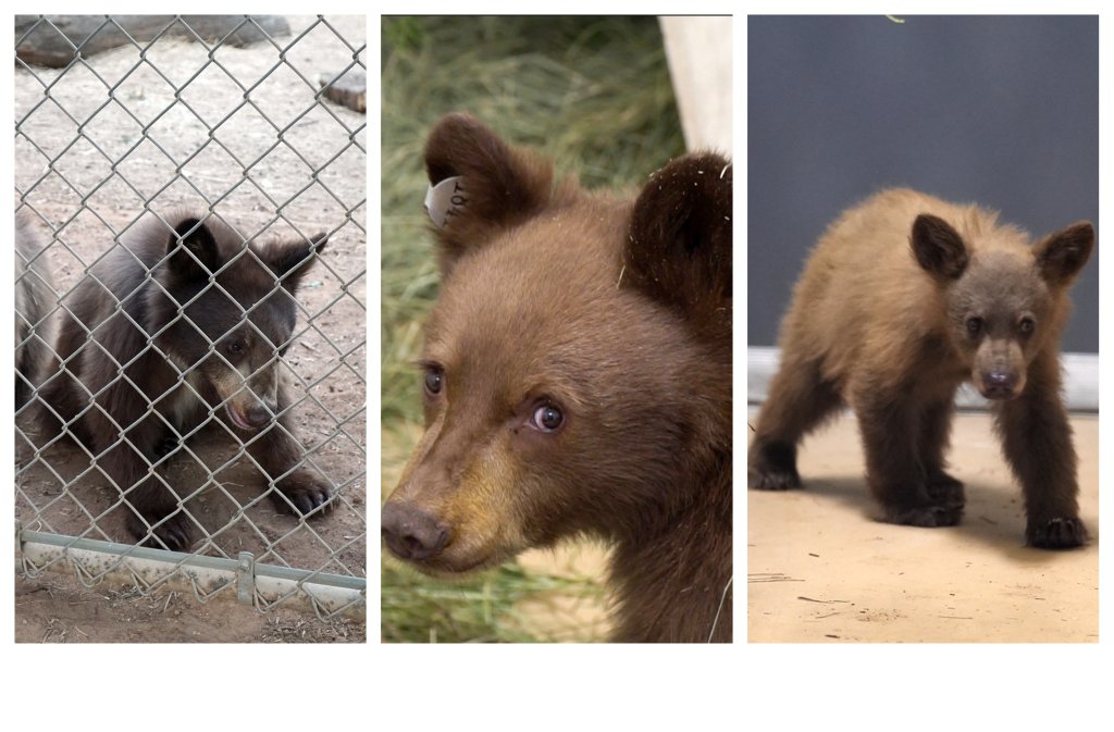 San Diego žmonių draugijos Ramonos laukinės gamtos centras paėmė keturis lokių jauniklius – vieno, kurio letenose buvo mėlynės, ir trynukų, kurie liko našlaičiai.