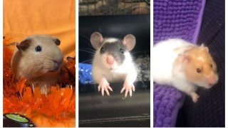 A guinea pig, mouse and hamster available for adoption at Wee Companions.