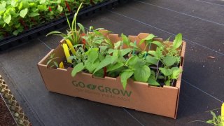 An estimated 10 million people have taken up gardening for the first time during the pandemic. NBC 5's Noelle Walker shows us how there are plenty of benefits to getting your hands dirty in the garden.