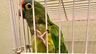 This handsome parakeet named Pepe was rescued by San Diego Humane Society Officers Joy Ollinger and Sandra Anderson after he was left behind during Caldor Fire evacuations.