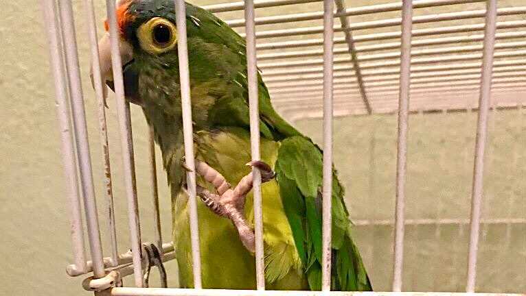 This handsome parrot named Pepe was rescued by San Diego Humane Society officers Joy Ollinger and Sandra Anderson after being abandoned during the Caldor Fire evacuations.