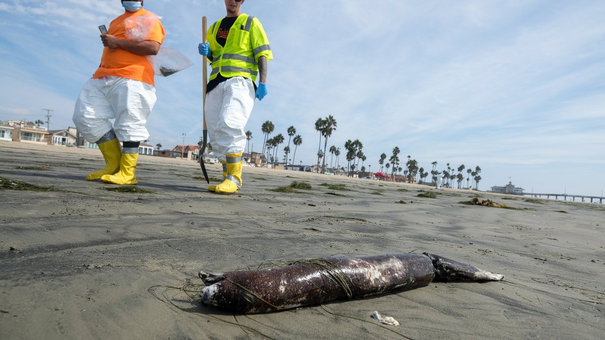 Pipeline Anchor Strike May Have Occurred Months Before Orange County Oil Spill - Vimarsana News
