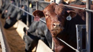 Cattle occupy a feedlot in Columbus, Neb.