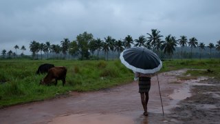 A man holds an umbrella and keeps a watch on his grazing cows on a rainy day in Kochi, Kerala state, India