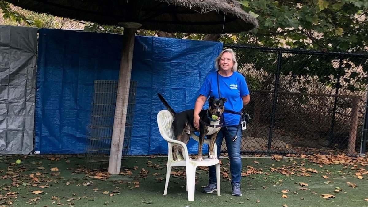 PAWSitively Good Awards October 2021: Ann Pagely – NBC 7 San Diego - Vimarsana News