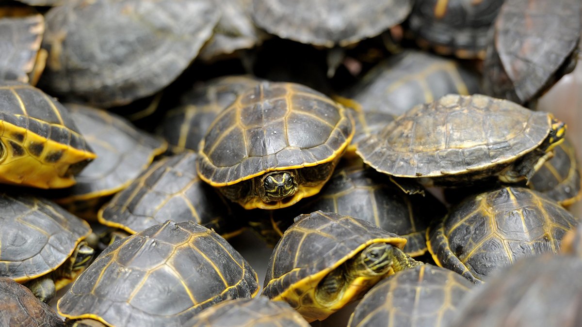 South Florida 'Lizard King' Charged With Trafficking Turtles – NBC 7 San Diego - Vimarsana News