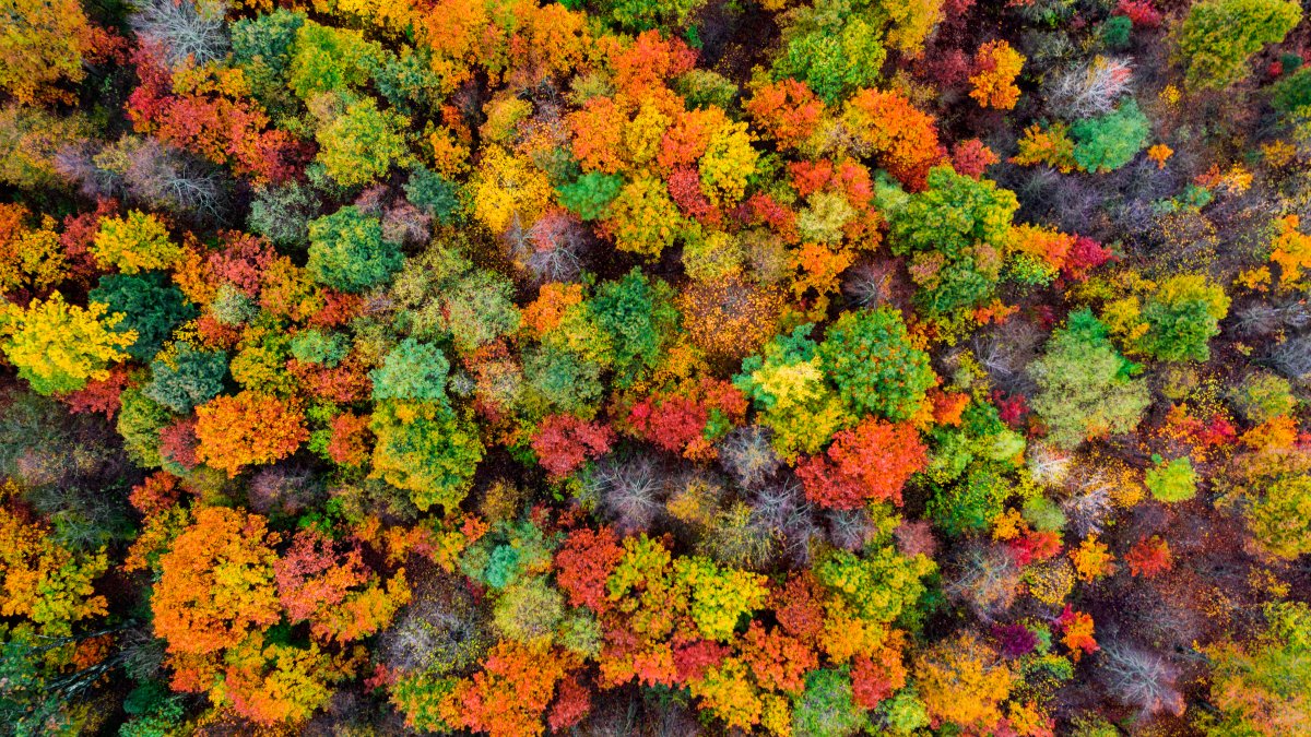Climate Change Is Stalling the Process That Makes Leaves Change Color in the Fall – NBC 7 San Diego - Vimarsana News