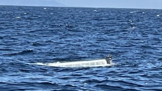 A panga found off the coast of Point Loma by the U.S. Coast Guard after it had been adrift for three days.
