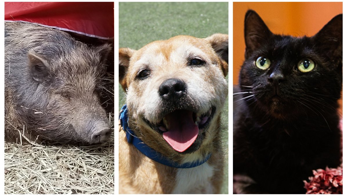 Adoption Fees Waived For Adult Pets This Weekend At San Diego Humane Society Nbc 7 San Diego