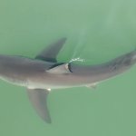 Show de imágenes de drones tiburones blancos que nadan junto a los surfistas en Del Mar