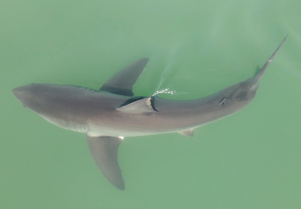  Shark Photo taken by Scott Fairchild