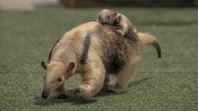 In this sweet throwback, tamandua pup Tatis Jr. lays on mama Cora's back as a wee, little one.