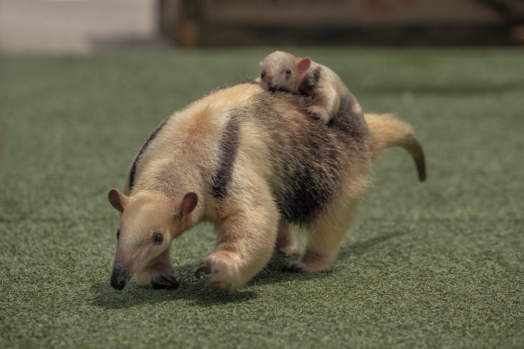 In this sweet throwback, tamandua pup Tatis Jr. lays on mama Cora's back as a wee, little one.