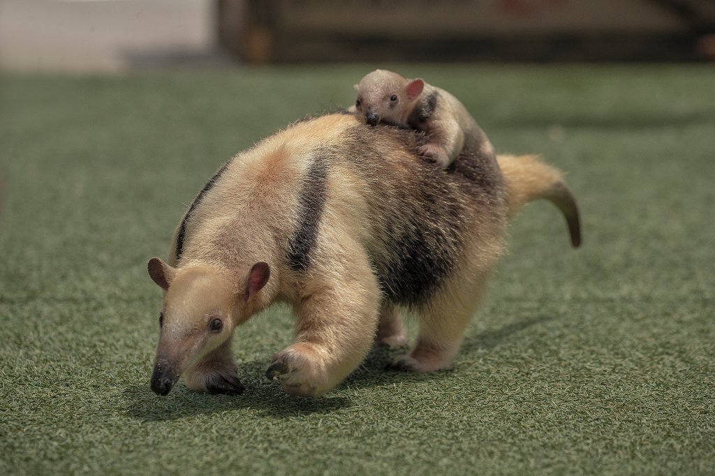 Newborn at San Diego Zoo named after Padres superstar