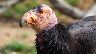 Stock photo of a California Condor