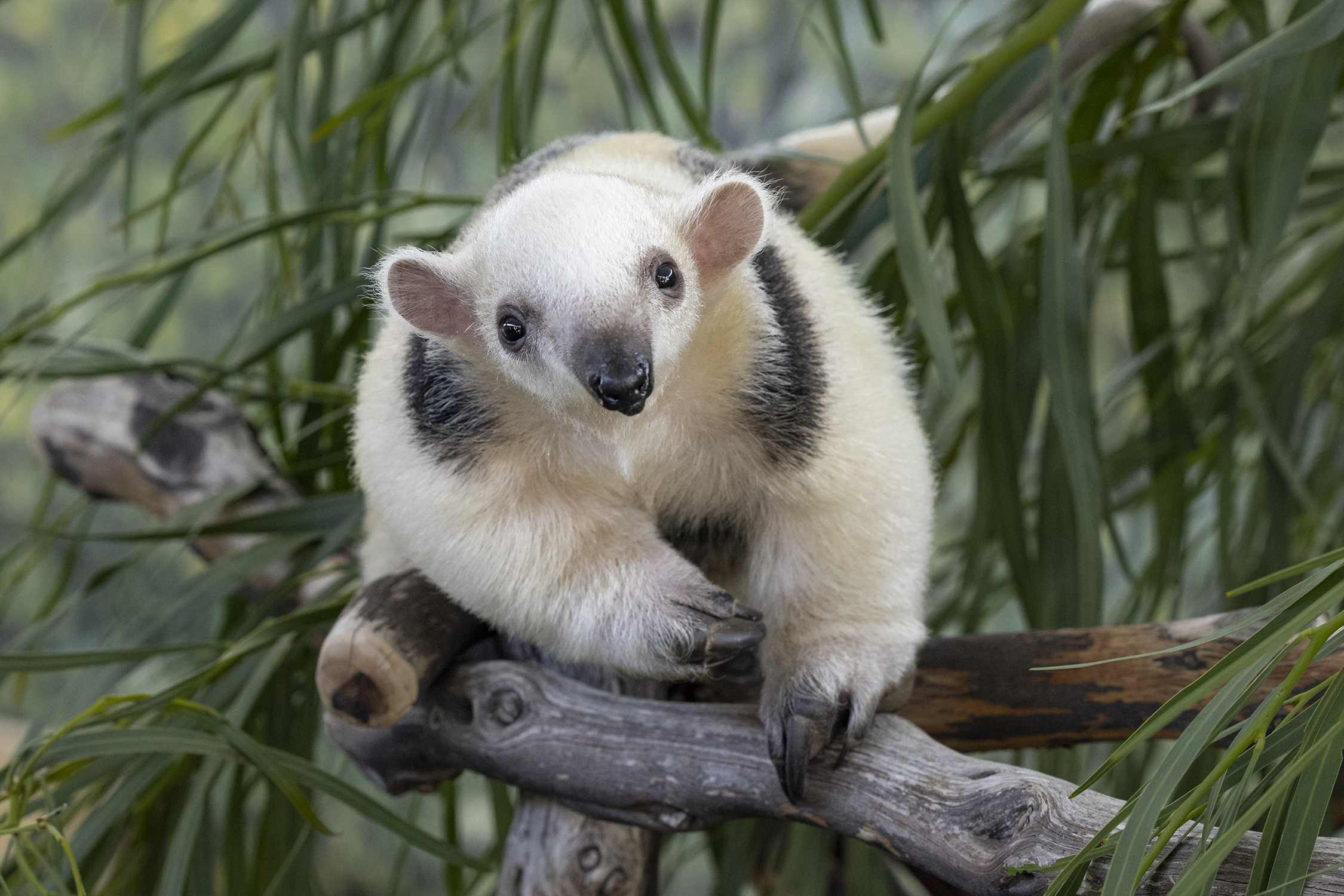 San Diego Zoo's Names Tamandua Pup After Padres Super Star – NBC 7