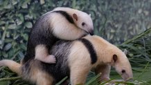 A bit bigger now, Tatis Jr. the tamandua still hitches a ride on mama Cora's back, though he is more than half her size now!