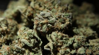 A bowl of medicinal marijuana.