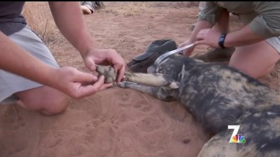 The Extinction Crisis: Africa's Last Wild Dogs Part 2
