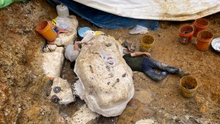 In this undated photo provided by Peter J. Makovicky, a dinosaur's body has been wrapped with plaster bandages to protect it during removal and transport, in southern Missouri, as team members Akiko Shinya, left, and MInyoung Son tunnel through the clay under the jacket to loosen it so it can be flipped and the underside wrapped with plaster bandages.