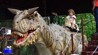 A child rides an animatronic dinosaur at the Jurassic Quest Drive Thru experience.