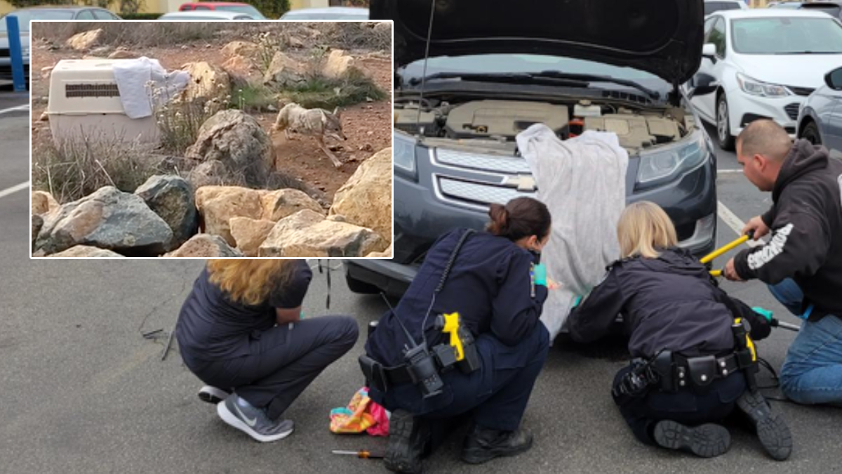 Coyote Hit By Car, Lodged in Bumper Set Free After 18Day Recovery