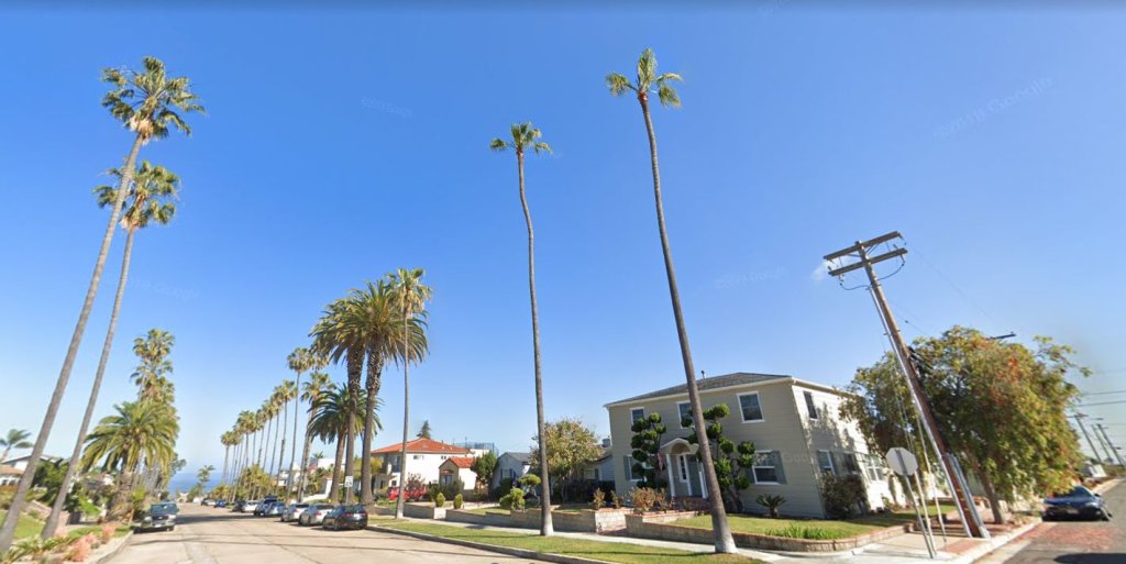 A view of Newport Avenue and some palm trees that may be taken down.