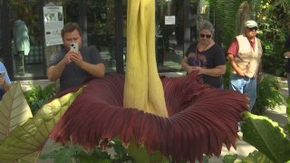 People taking photos of the blooming corpse flower