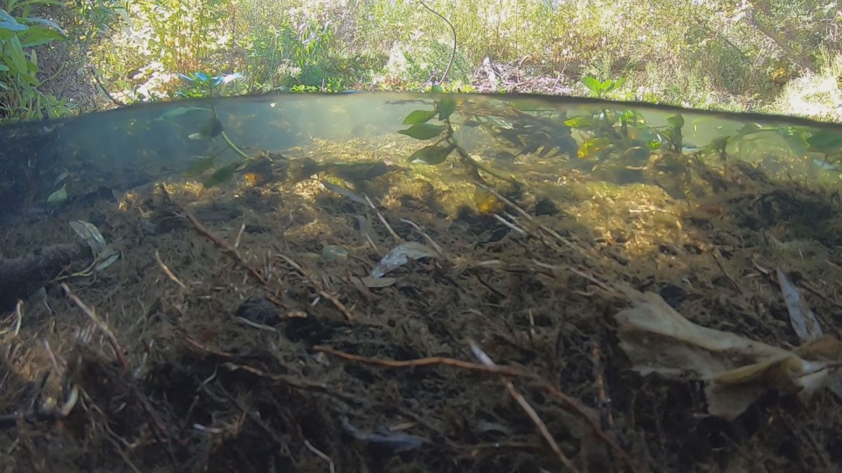 Fallbrook Fights for 70 Years to Use Water From Nearby River NBC 7