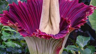 Corpse Flower at the San Diego Botanic Garden