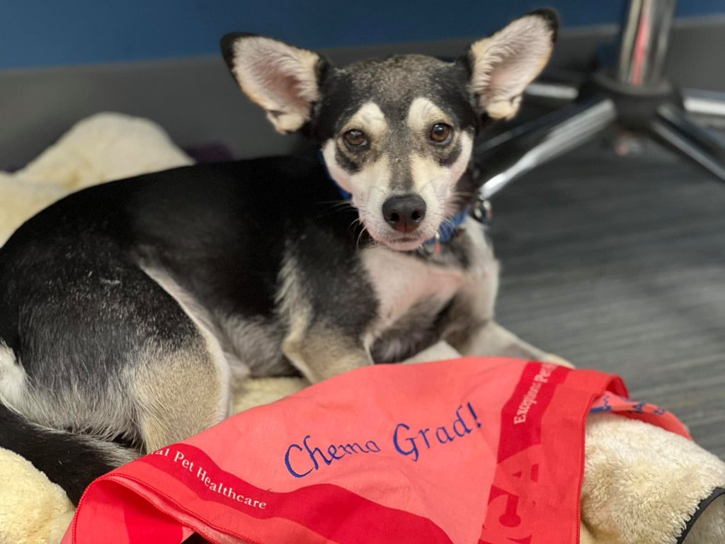 3-year-old chihuahua Eric overcame adversary and beat cancer after 17 rounds of weekly chemotherapy.