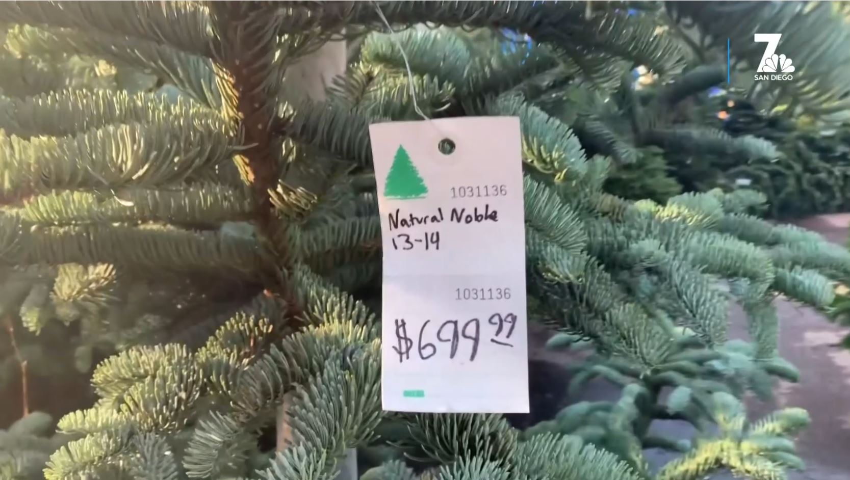 Real christmas shop tree price