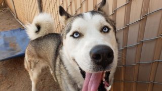 San Diego Humane Society Needs Volunteer Foster Homes For Pets Nbc 7 San Diego