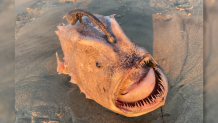 Fooballfish on sand