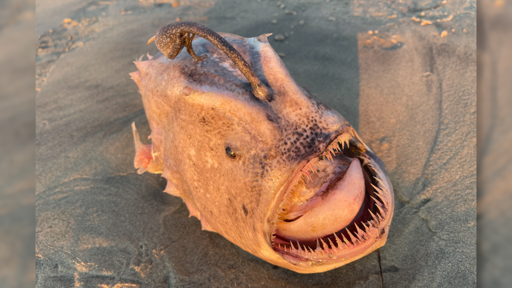 Fooballfish ant smėlio