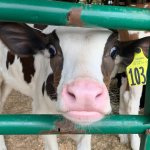 A cow on the farm where Christian works