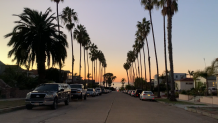 Sunset behind row of palm trees in San Diego.