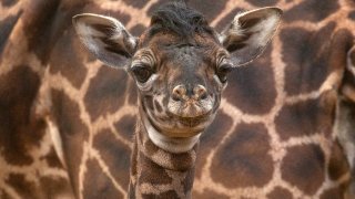 giraffe at SD Zoo Named Mawe