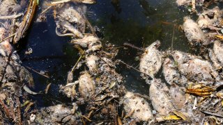 Dead, decomposing fish float in Las Villas river