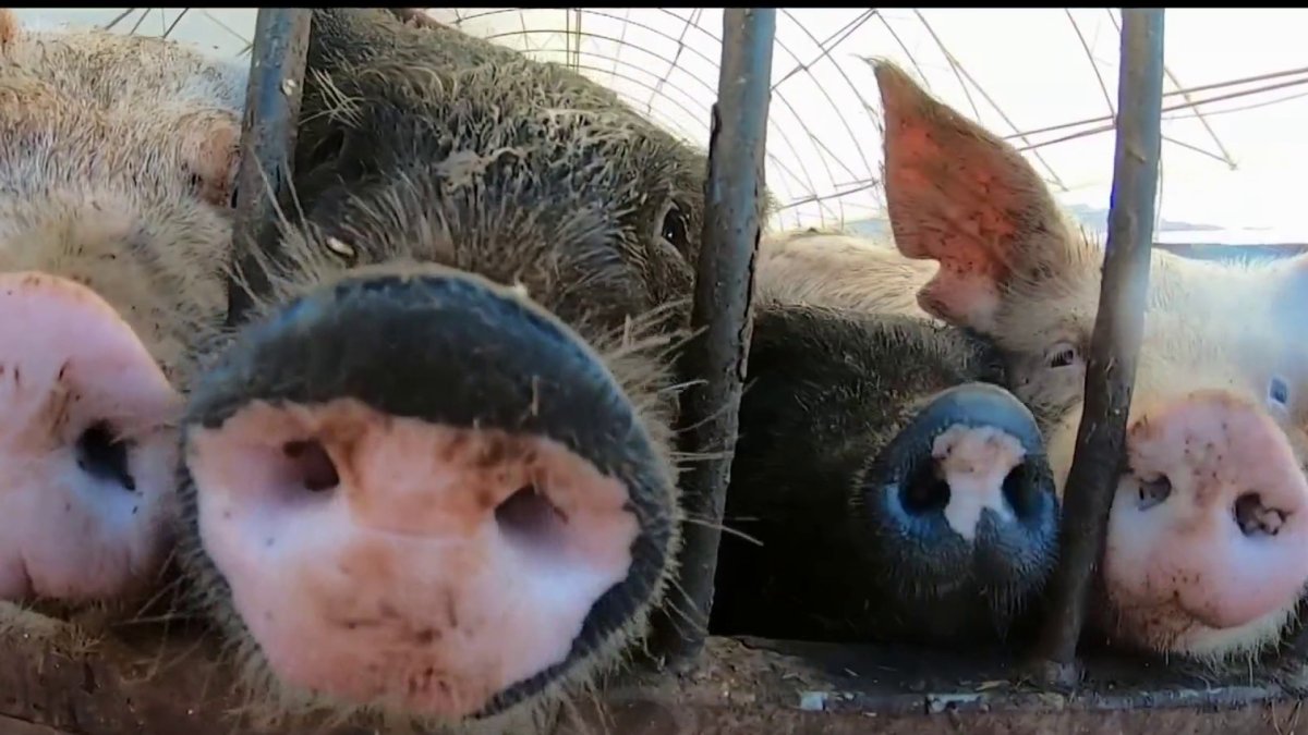 2022 Law Likely to Boost Pork Prices in California NBC 7 San Diego