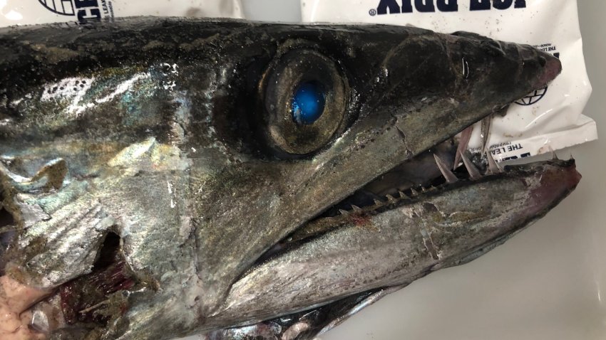Meet the Deep-Sea Lancetfish, a Rare Visitor to San Diego's Shores
