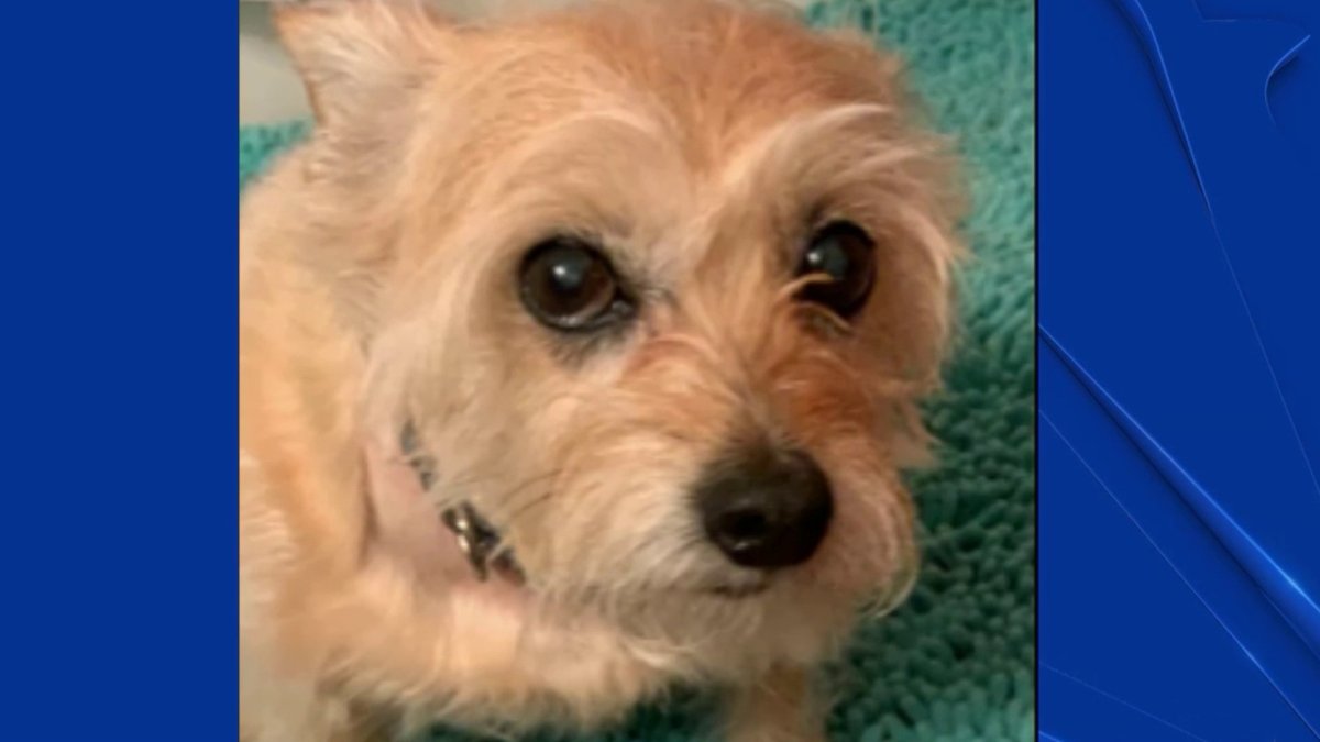 Dog Recovering After Being Attacked by Coyotes in San Francisco - Vimarsana News
