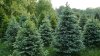 Christmas Trees in San Diego Expected to be More Expensive This Year