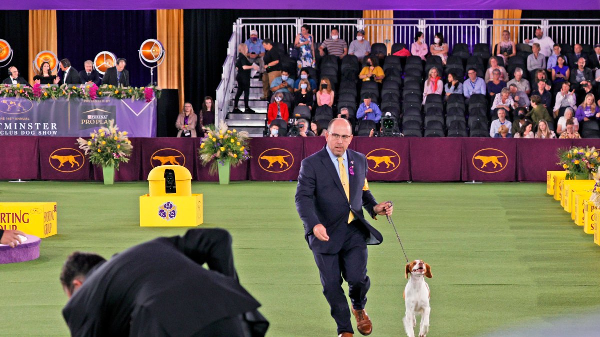 Westminster Kennel Club Dog Show 2023: When, Where, Prizes and More – NBC 7 San Diego - Vimarsana News