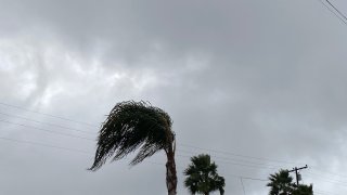 Wind blows though palm trees in San Carlos, Dec. 24, 2021.