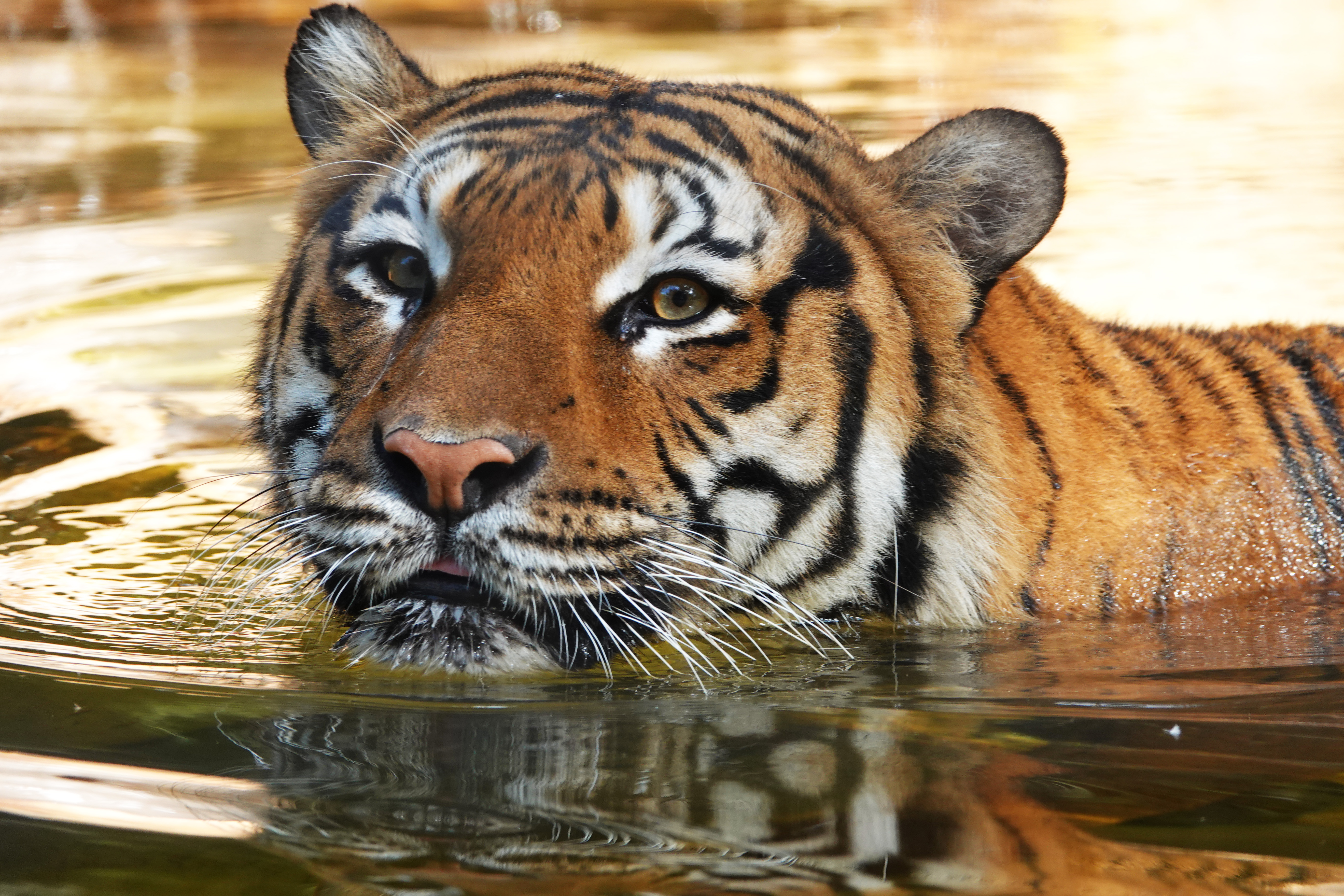 Tiger Shot After Attacking Person at Naples Zoo: Police – NBC 7 San Diego - Vimarsana News