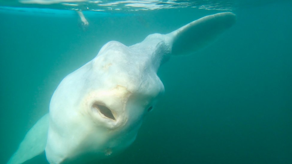 Sunfish Float Paddleboarders Spot Giant Ocean Sunfish ‘Mola Mola’ Off the Coast of ...