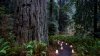 Let's roam among very, very old redwoods during a peaceful ‘Candlelight Walk'