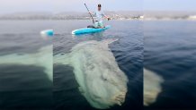 Matt Wheaton, poses for a photo with an ocean sunfish known as a "Mola mola," off the coast of Laguna Beach on Dec. 2, 2021.